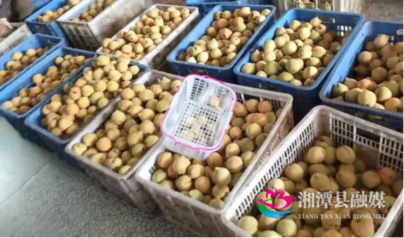 莲乡好物丰收季，云湖锦绣黄桃甜蜜来袭565.png