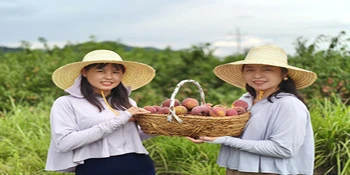 桥江镇：锦蜜黄桃迎丰收 盛夏时节果飘香