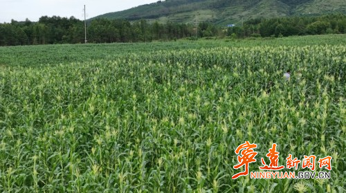 寧遠：恢復耕地 夯實糧食安全根基2_副本500.jpg