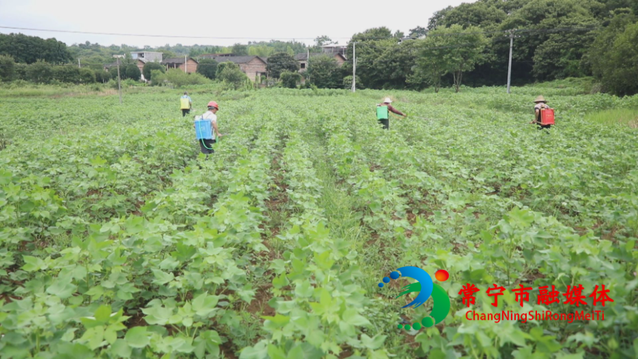板桥镇先锋村.jpg