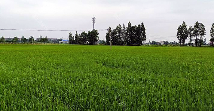 1022资阳区：落实耕地“两非”整治，切实保障粮食安全——整治后种植的水稻.png