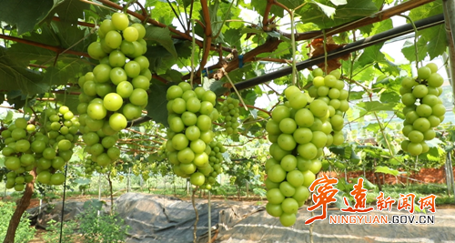 宁远：葡萄套袋管护忙 丰收在望果飘香_副本500.png