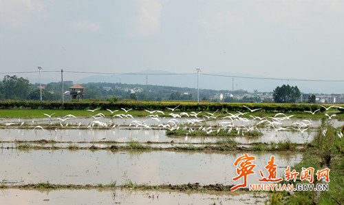 宁远：白鹭伴“双抢” 田园风光入画来_副本500.jpg