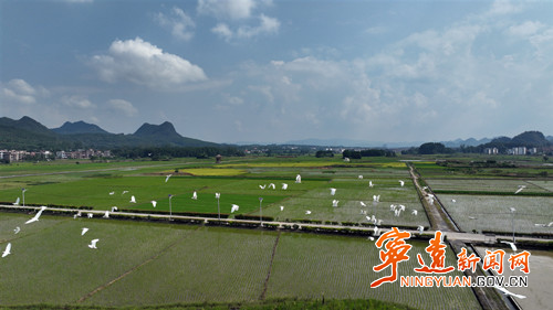 宁远：白鹭伴“双抢” 田园风光入画来3_副本500.jpg