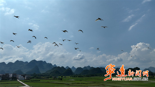 宁远：白鹭伴“双抢” 田园风光入画来4_副本500.jpg