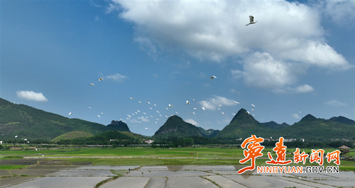 宁远：白鹭伴“双抢” 田园风光入画来5_副本500.jpg