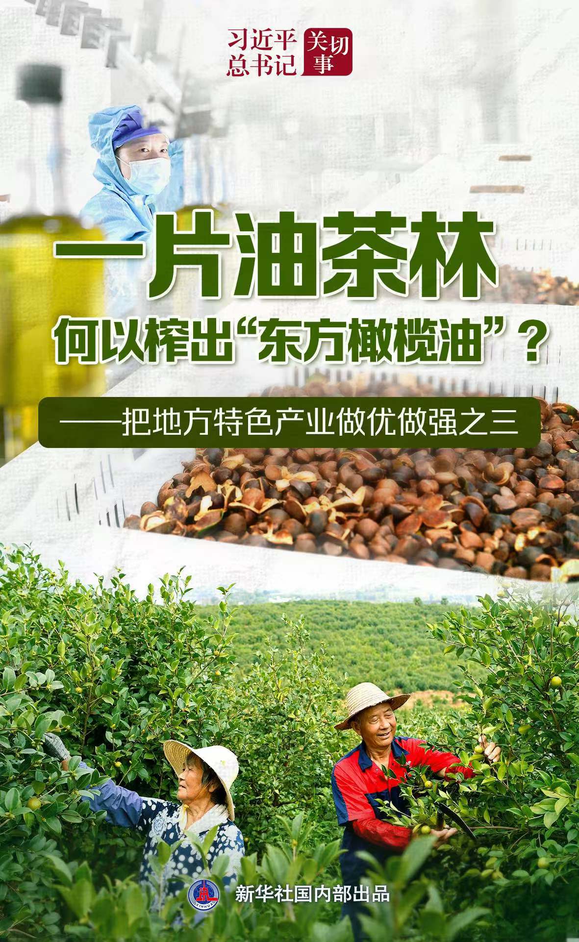 Xi Jinping的秘书长|在人类的“货币树”中制作茶油