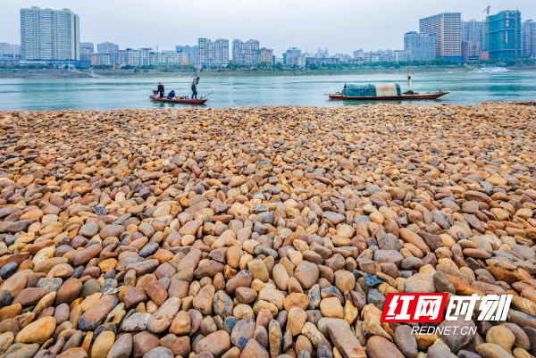 （15）2019年3月24日，湘江西岸边的鹅卵石.jpg