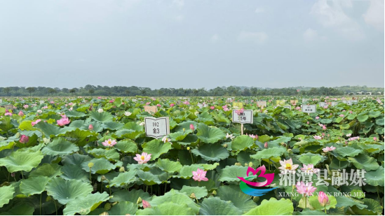 湘潭县科技服务团“湘莲团”一线25.png