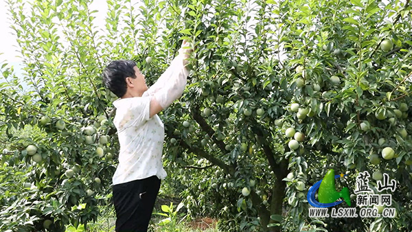蓝山县楠市镇甘溪村：奈李丰收采摘忙 满园果香促增收1.jpg