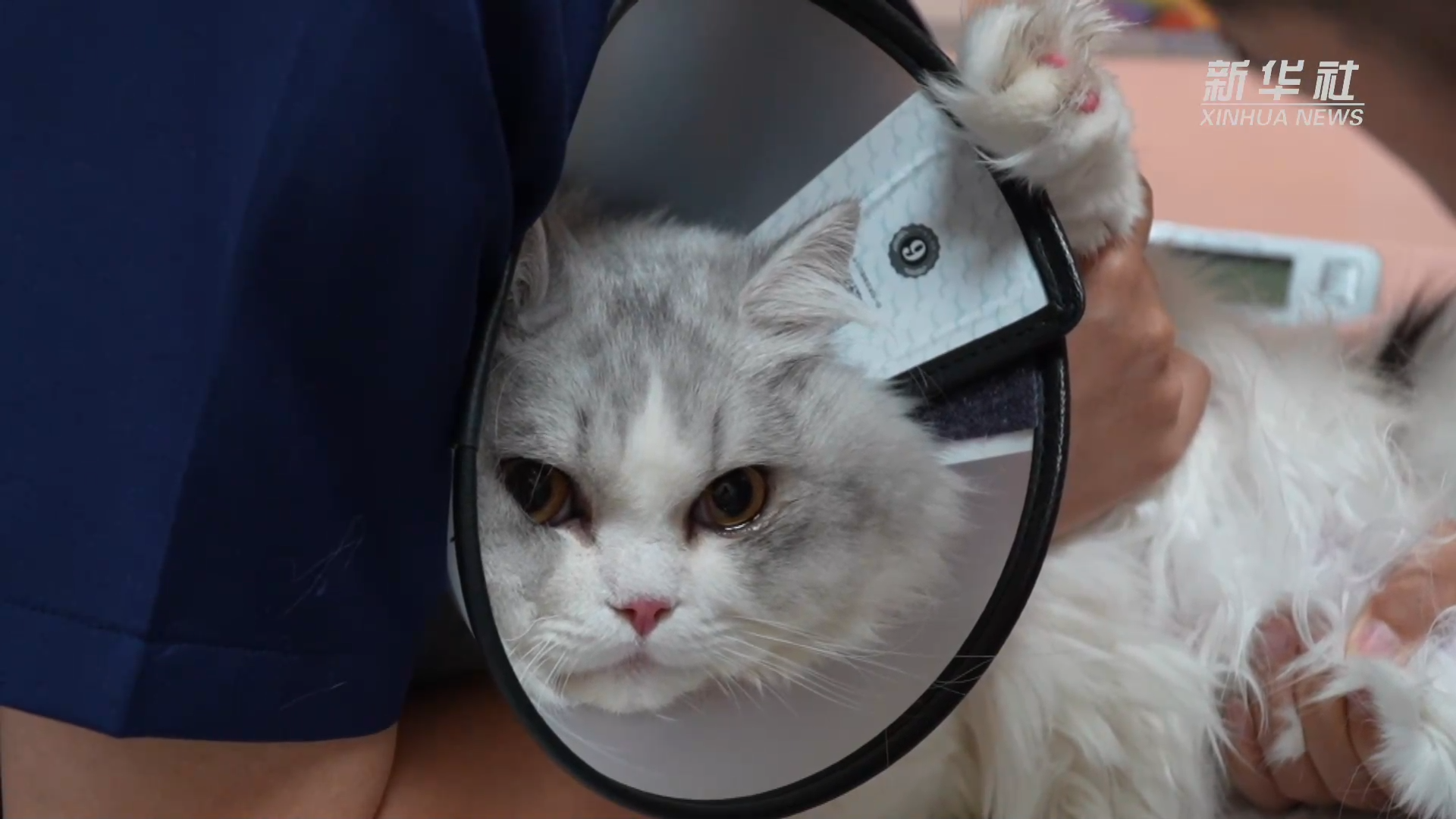 经济政策前线的微观观察｜养宠物逐渐成为一种