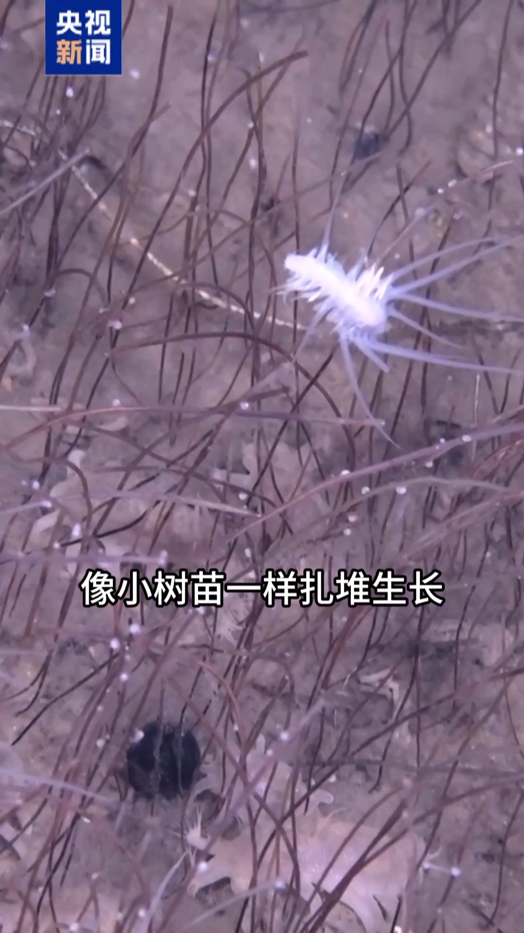 硬技术的完全释放丨“生命的绿洲”被隐藏在一