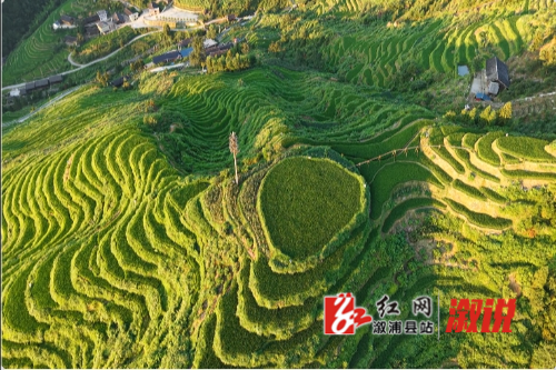 山背梯田.png