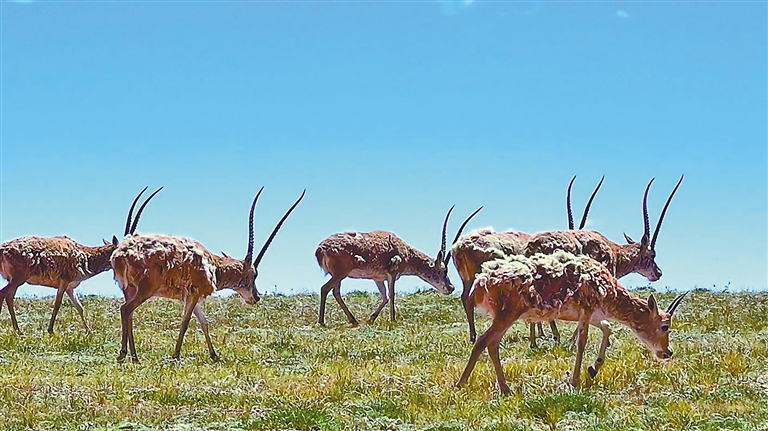 保护藏族生物，植物和山脉