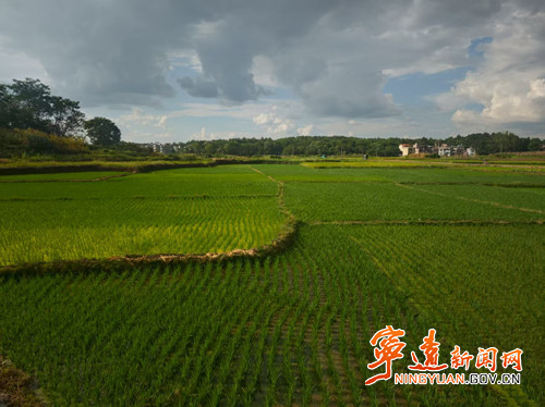 宁远水市镇： 烟稻轮作“钱”景宽_副本500.jpg