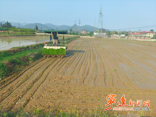 宁远水市镇： 烟稻轮作“钱”景宽2_副本500.jpg