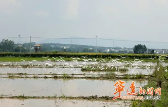 宁远：白鹭伴“双抢” 田园风光入画来（组图）