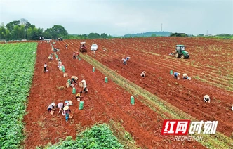 组图丨永州市柑桔示范场：“薯”光铺满地 “链”动共富裕