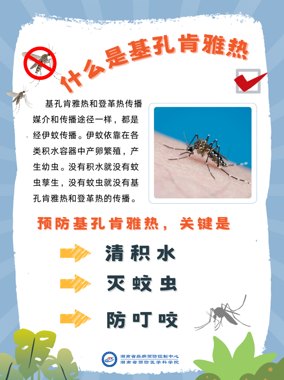 2-预防基孔肯雅热做好关键三点.png