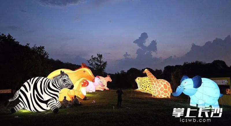 盛夏夜游明晚开启，动物园的夜间秘密等你来解锁。 均为园区供图