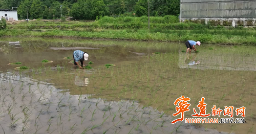 寧遠：立體產業激活鄉村振興密碼_副本500.png