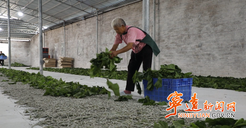 宁远：桑蚕产业铺就“绿色致富路”_副本500.png