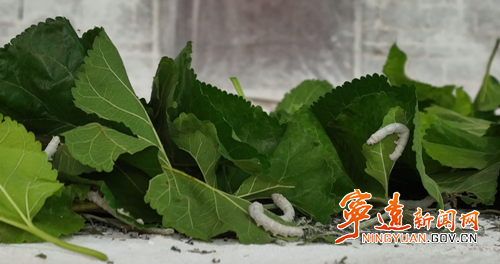 宁远：桑蚕产业铺就“绿色致富路”2_副本500.png