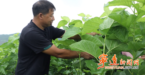宁远：桑蚕产业铺就“绿色致富路”3_副本500.png