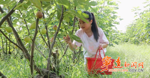 宁远：生态果园丰收忙 错峰上市促增收_副本500.png