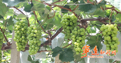 宁远：生态果园丰收忙 错峰上市促增收2_副本500.png