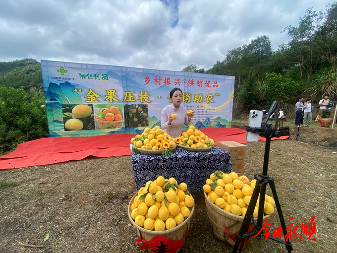 顺：黄桃直播带货助农增收 打通农产品上行“最后一公里” (2).jpg