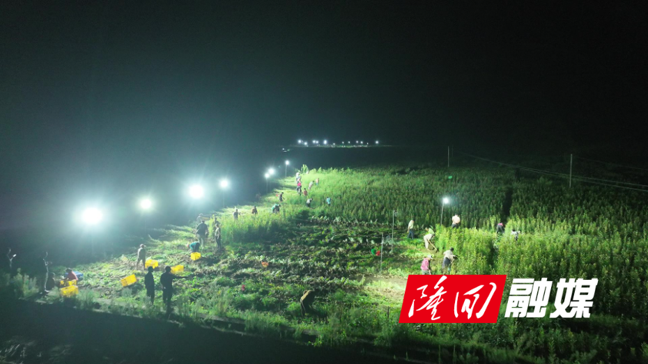 隆回：龙牙百合迎丰收  特色产业助增收 - frame at 0m0s.jpg
