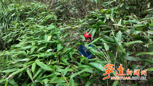 宁远茶罗村：小粽叶变身“致富叶”1_副本500.jpg