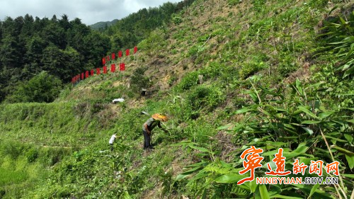 宁远茶罗村：小粽叶变身“致富叶”2_副本500.jpg
