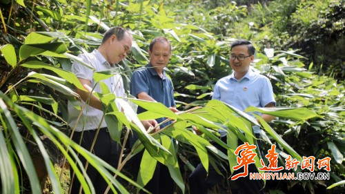 宁远茶罗村：小粽叶变身“致富叶”3_副本500.jpg