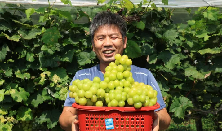 永州冷水滩：葡萄丰收采摘忙