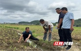 永州市农科所技术专家到“双百” 工程基地积极开展鲜食玉米种植技术指导