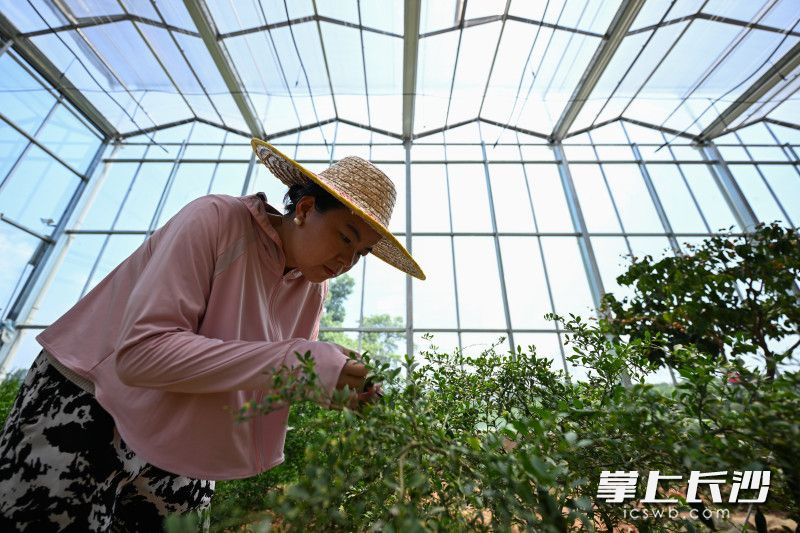 大棚内更是“桑拿房”，温度已达40℃，舒和想正在检查手指柠檬生长情况。