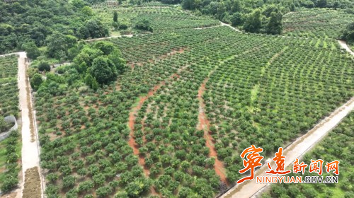 宁远仁和镇：千亩金槐迎丰收1_副本500.jpg