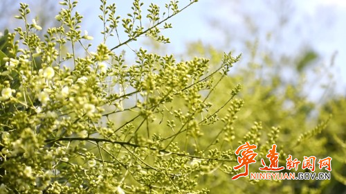 宁远仁和镇：千亩金槐迎丰收2_副本500.jpg