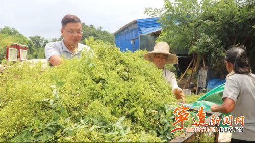 宁远仁和镇：千亩金槐迎丰收3_副本500.jpg