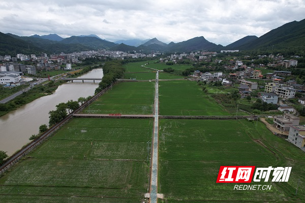 文昌村冷水米种植基地-1.jpg