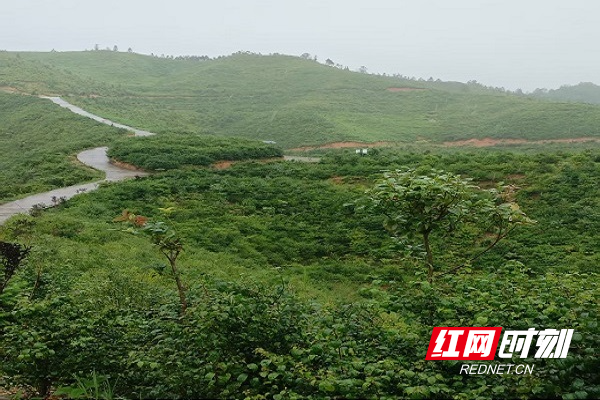 文昌村岗梅基地（1）.jpg