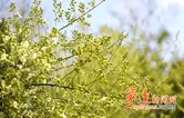 宁远：千亩金槐迎丰收