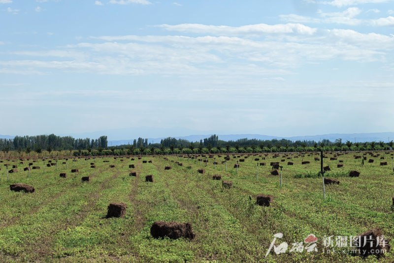 对新疆的反县援助，天山山的水增加| Quanzhou被挤