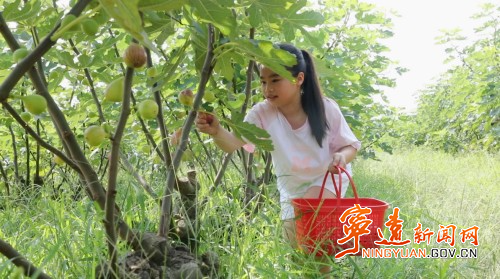 宁远仁和镇：“一村一品”赋能乡村振兴1_副本500.jpg