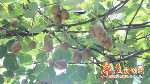 宁远仁和镇：“一村一品”赋能乡村振兴2_副本500.jpg