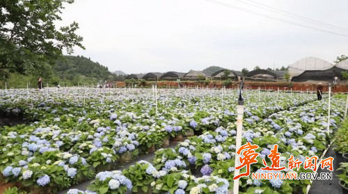宁远仁和镇：“一村一品”赋能乡村振兴4_副本500.jpg