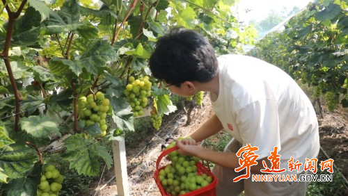 宁远：葡萄丰收缀满枝 产业富民促振兴1_副本500.jpg