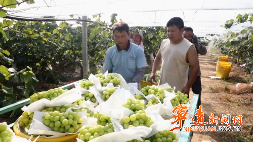 宁远：葡萄丰收缀满枝 产业富民促振兴2_副本500.jpg